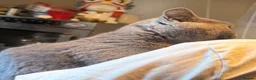 British Shorthair cats for sale: Stunning Pure Blue British Shorthair Queens - Advert 6