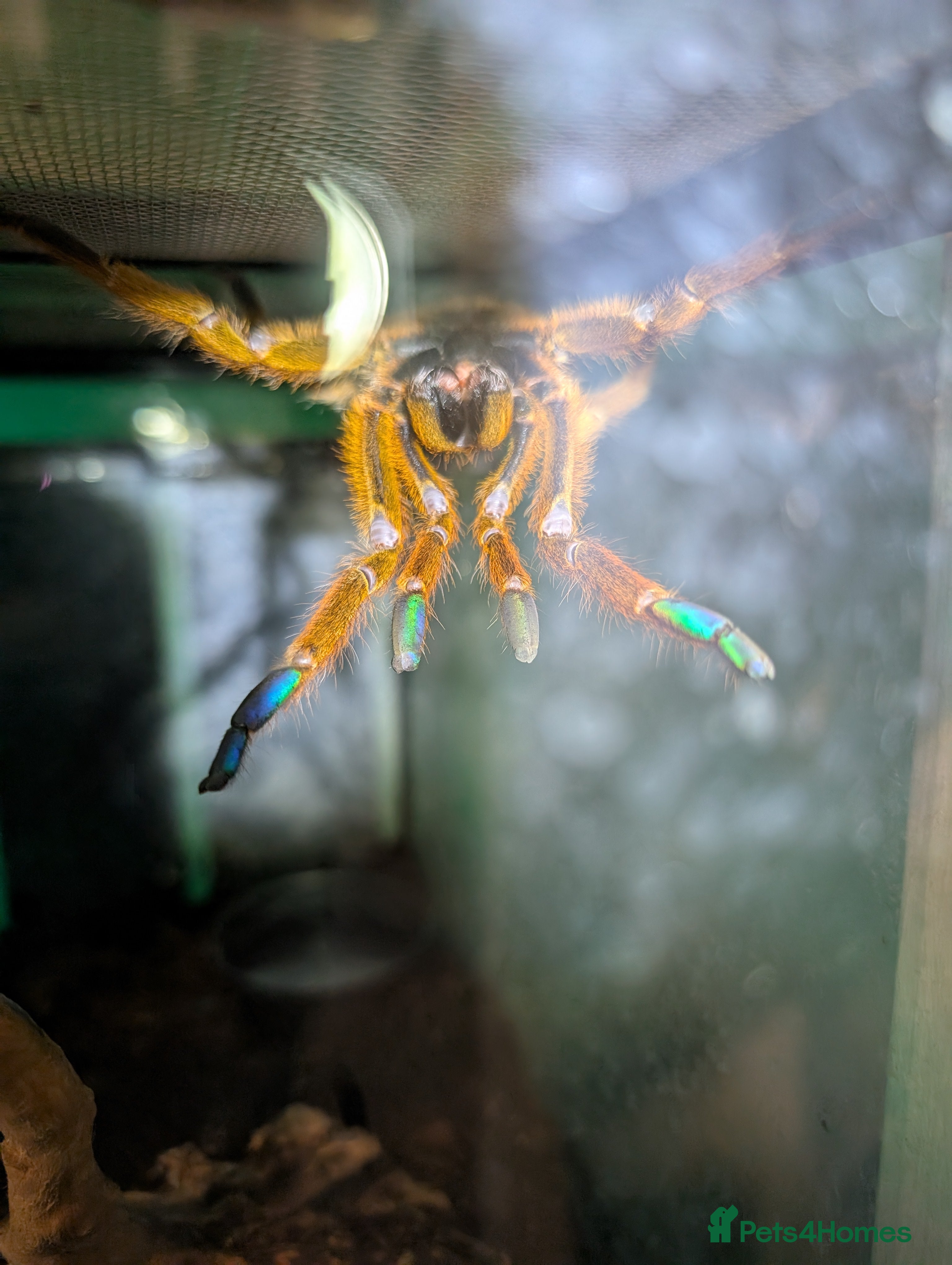 Tarantulas invertebrates Tarantulas, OBT, Rusty Baboon, Indian Violet plus in Selby - Advert 3