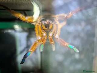 Tarantulas invertebrates Tarantulas, OBT, Rusty Baboon, Indian Violet plus in Selby - Advert 3