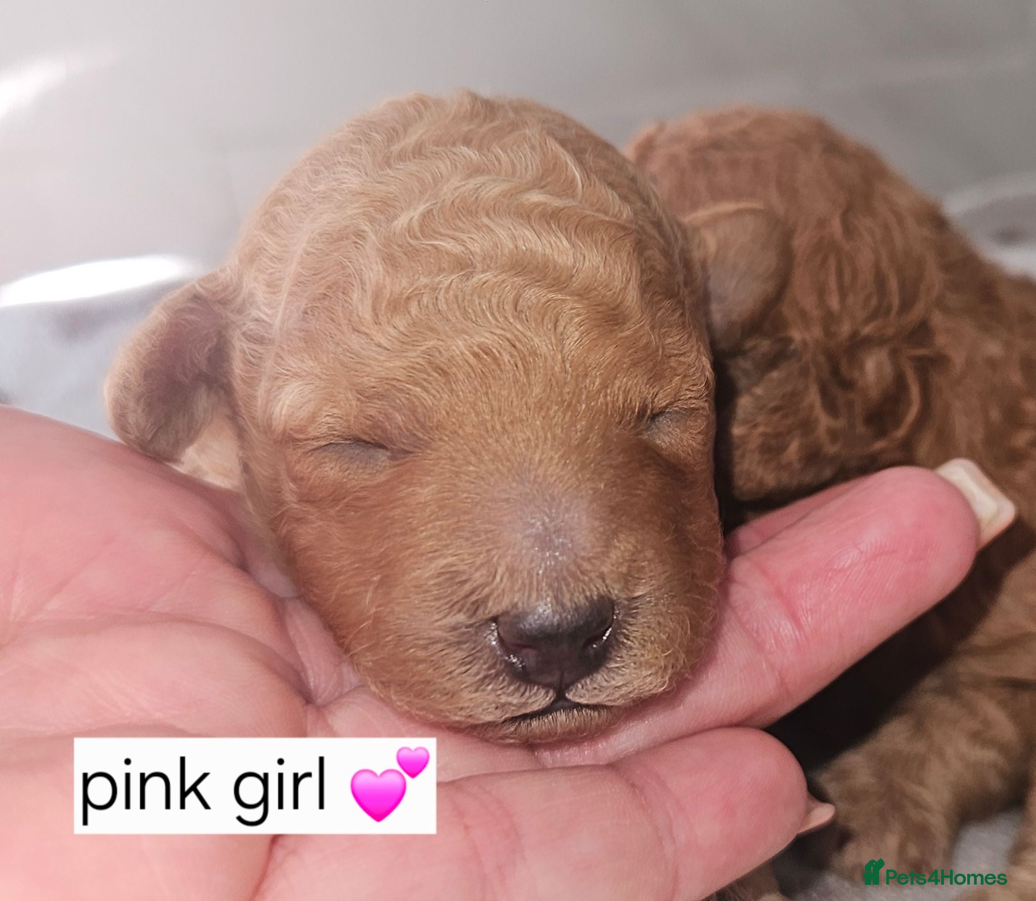 Toy Poodle dogs Licensed breeder, kc fox red toy poodles - Advert 2
