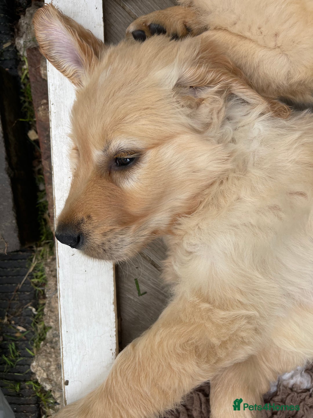 Golden Retriever dogs for sale: Golden retrievers - Image 9