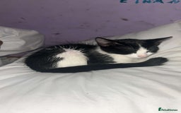 Domestic Shorthair cats for sale: Black and white male kitten - Image 2