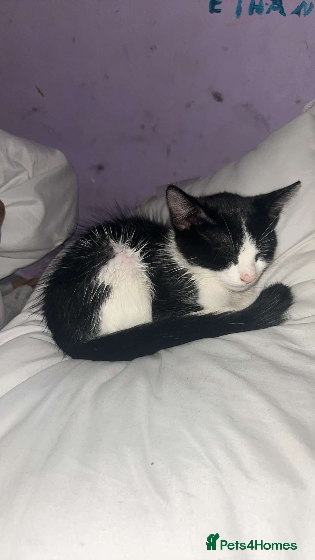 Domestic Shorthair cats for sale: Black and white male kitten - Image 2