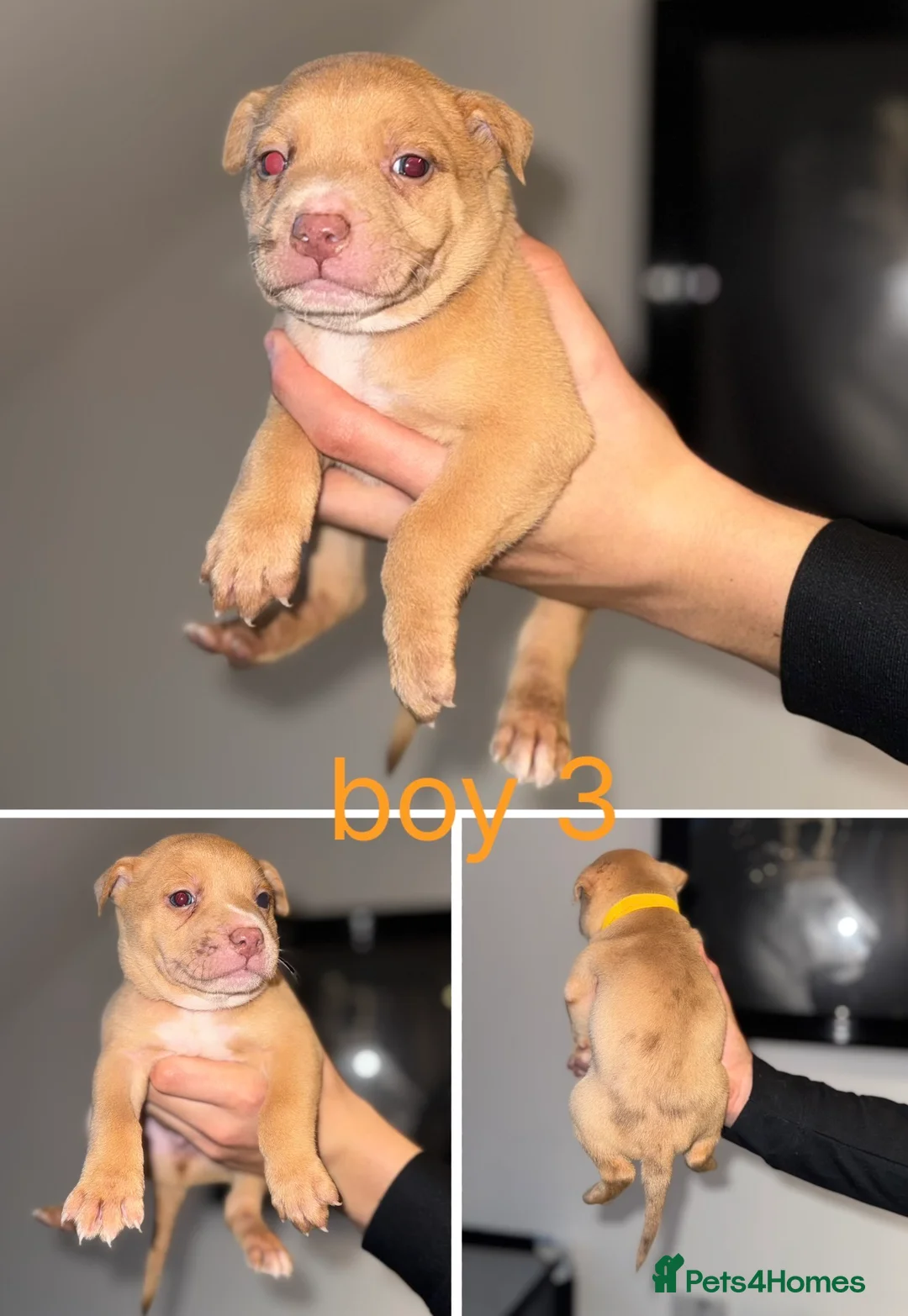 Mixed Breed dogs for sale: Border collie x staffordshire bull terrier pups - Advert 8