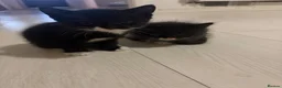 Mixed Breed cats for sale: 10 weeks old Mixed Breed Kittens - Advert 16
