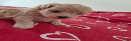 Maltipoo dogs for sale: Puppy maltipoo  in Doncaster - Advert 9