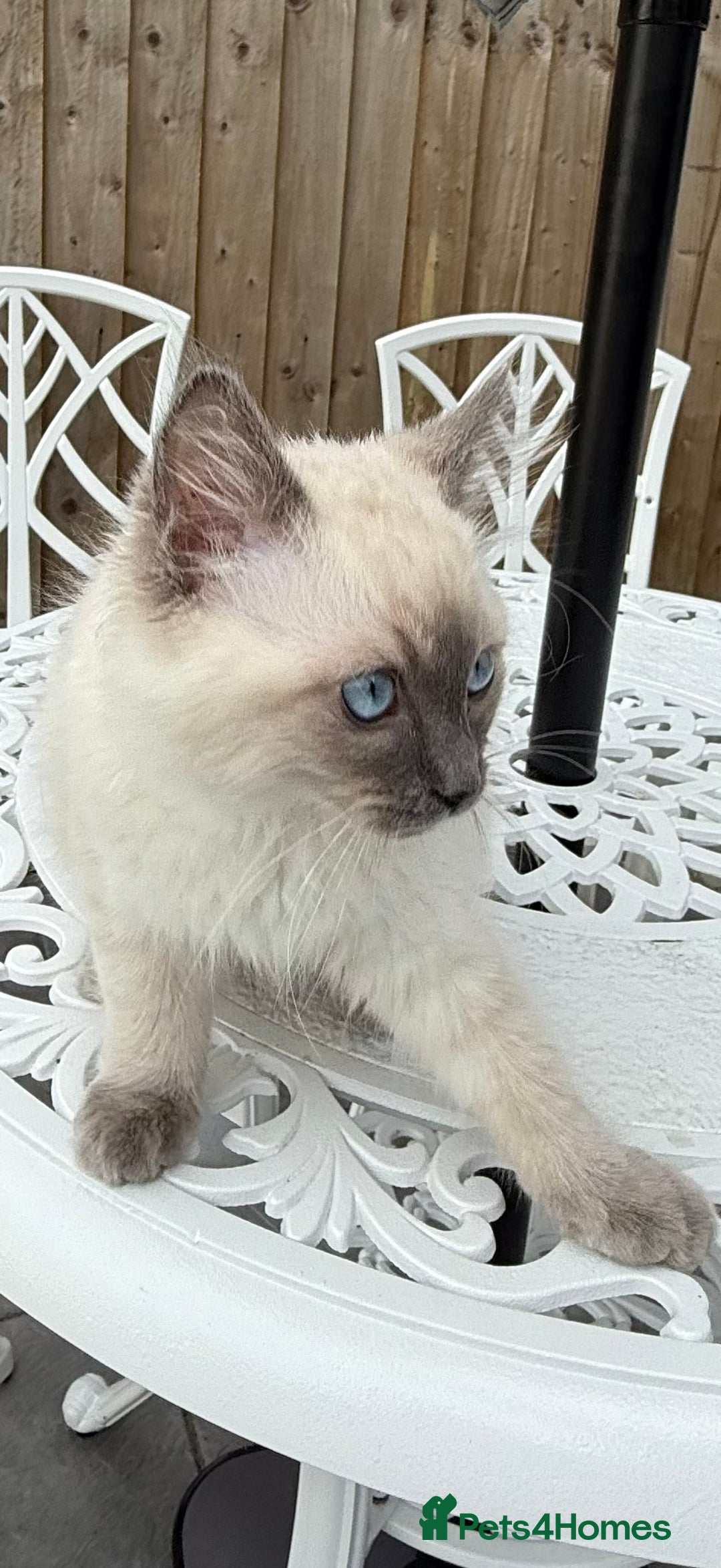 Ragdoll cats for sale: Beautiful Ragdoll male  - Advert 5