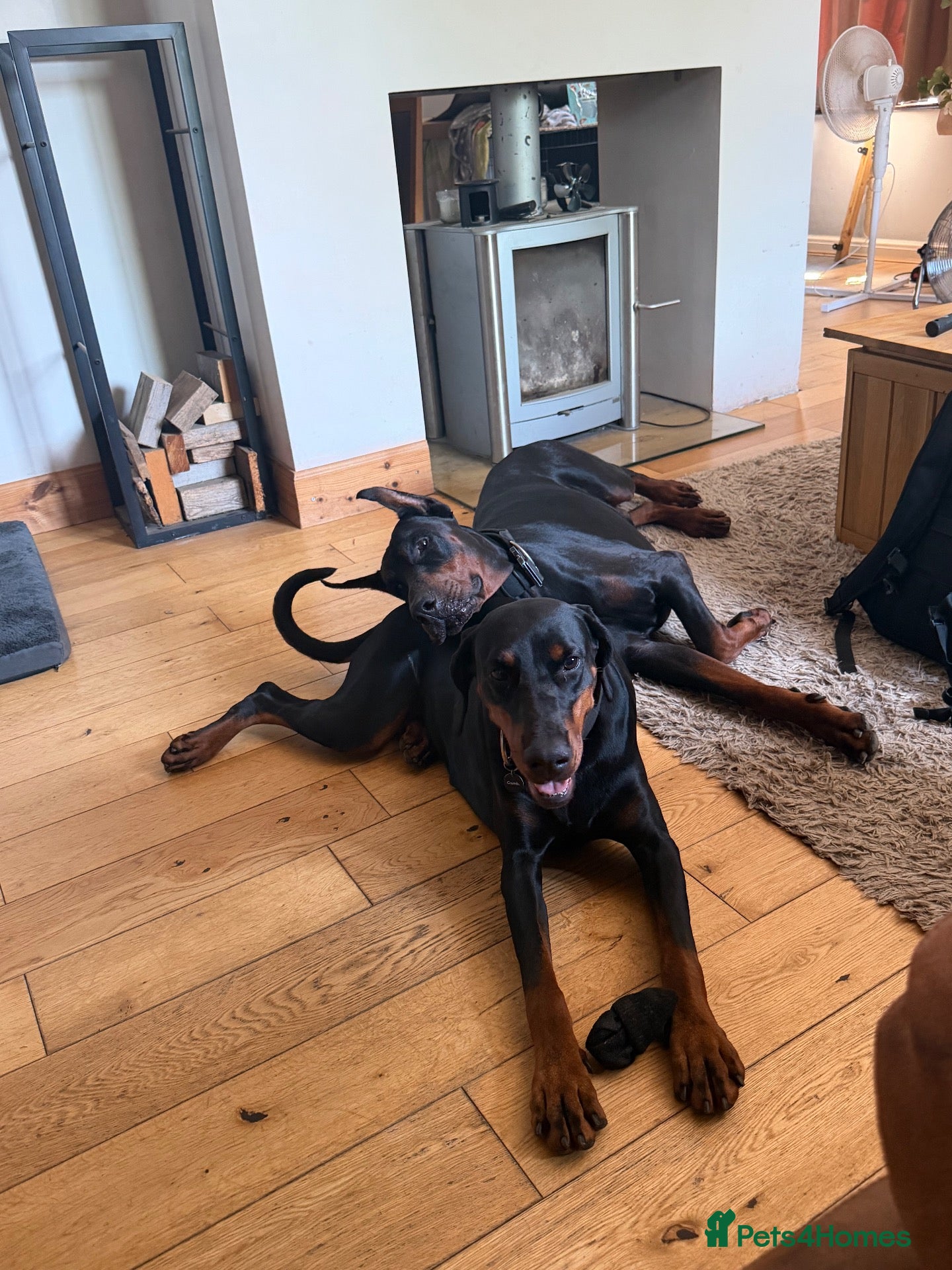 Dobermann dogs Male puppy for sale  - Advert 2