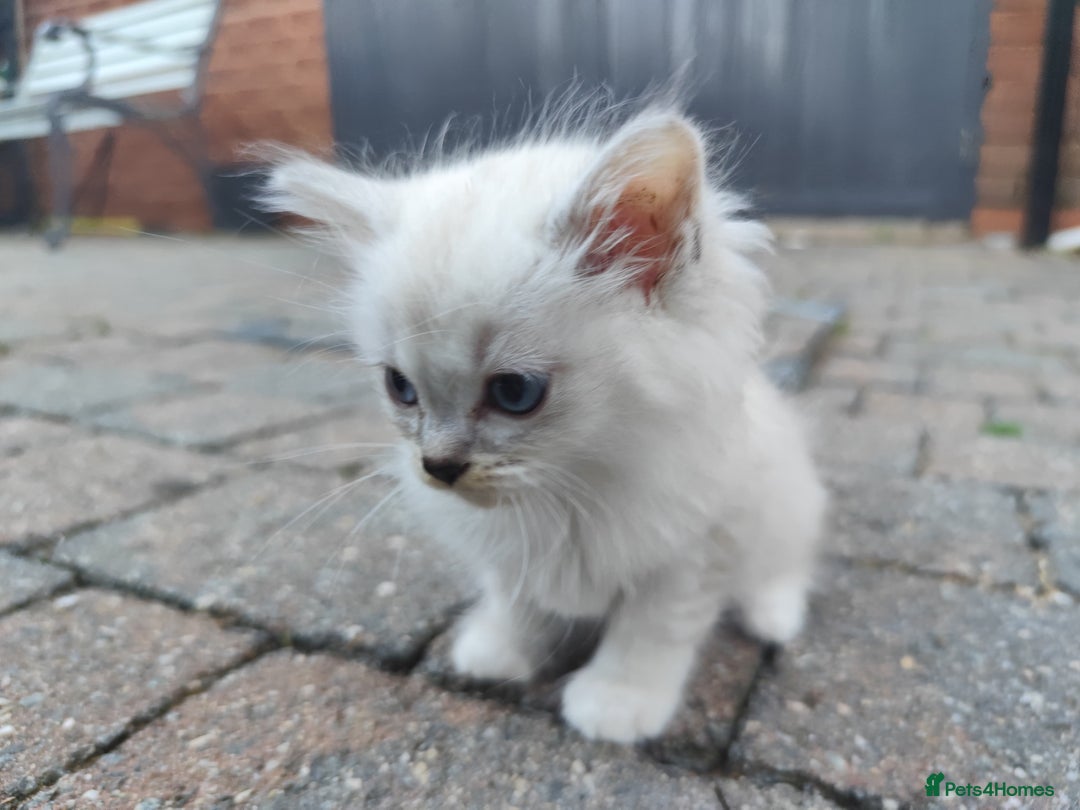 Ragdoll cats for sale: Persian ragdoll - Image 17