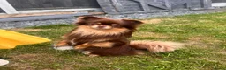 Chihuahua dogs for stud: Long haired chihuahua to stud in Sutton Coldfield - Advert 6