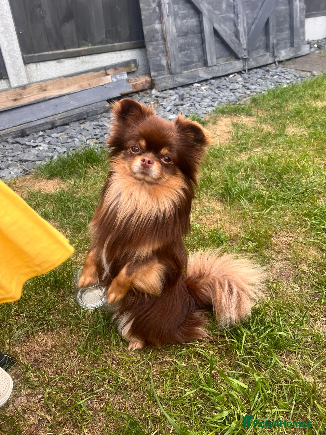 Chihuahua dogs for stud: Long haired chihuahua to stud in Sutton Coldfield - Advert 6