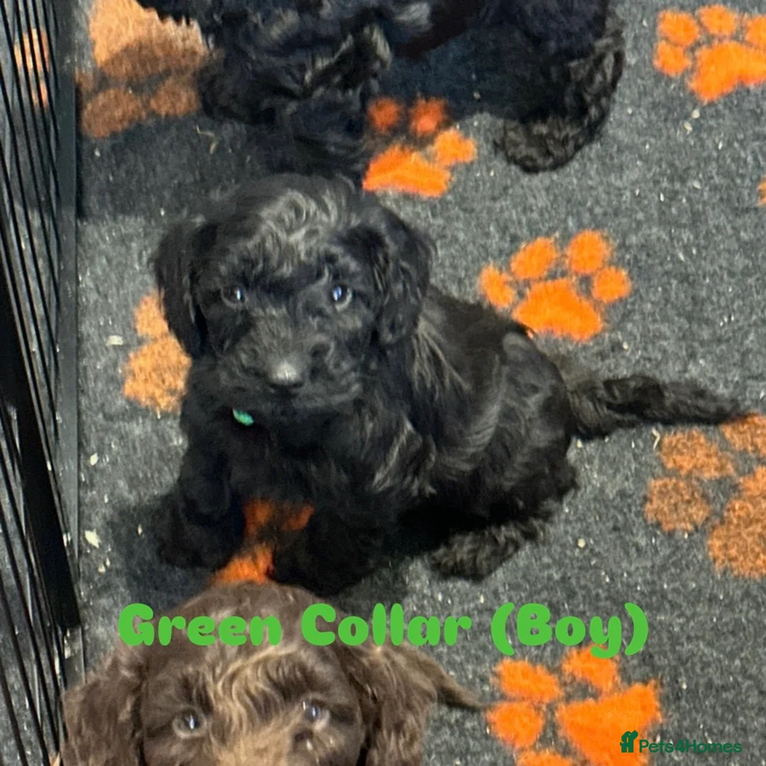 Cockapoo dogs for sale: F1 COCKAPOO PUPPIES - Advert 4