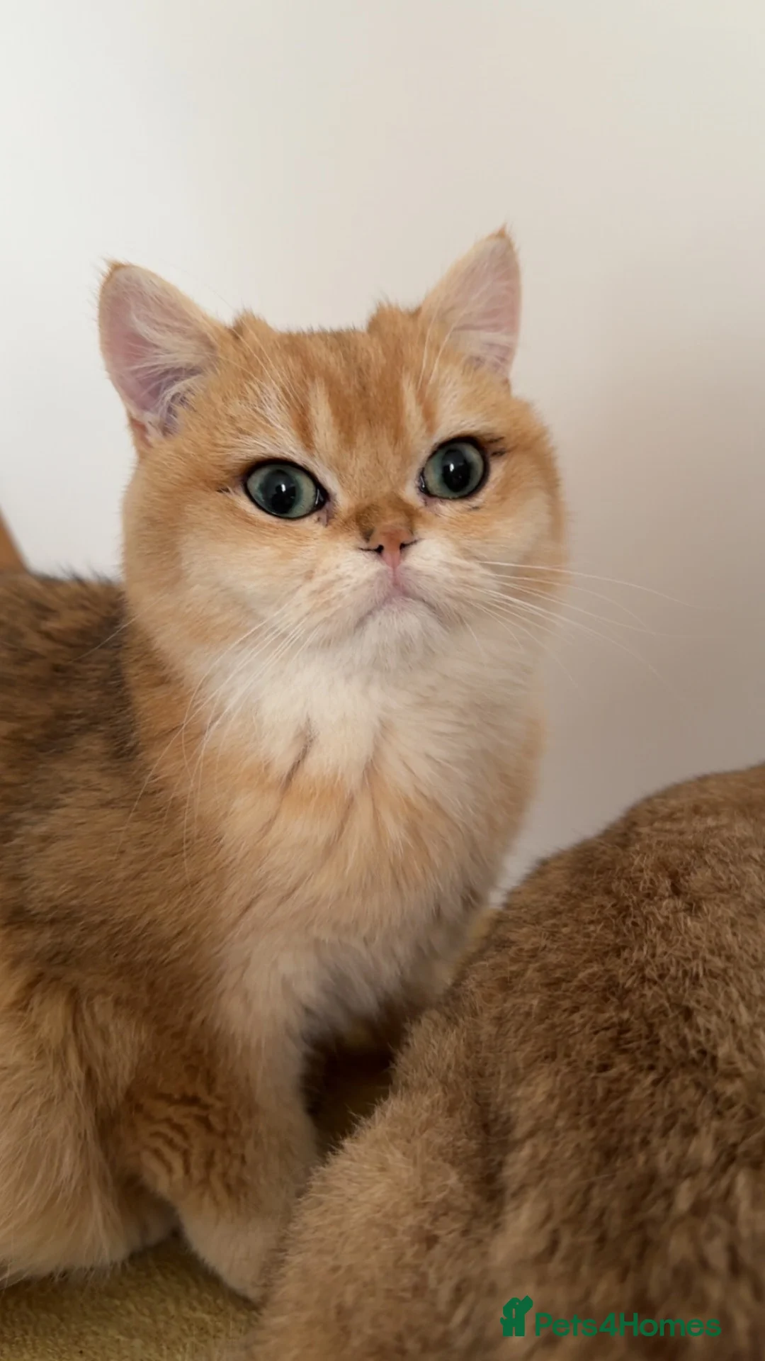 British Shorthair cats for sale: Gorgeous NY12 Golden British Shorthair Chinchilla  - Advert 2