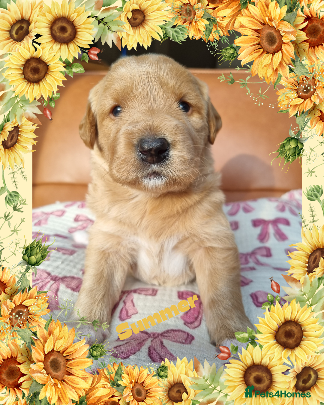 Australian Labradoodle dogs for sale: Stunning red F1b Australian Labradoodle puppies  - Image 5
