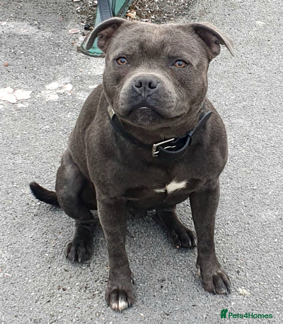 Staffordshire Bull Terrier dogs **ROSCO**OUTSTANDING BLUE STUD! in Birmingham - Advert 7