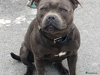 Staffordshire Bull Terrier dogs **ROSCO**OUTSTANDING BLUE STUD! in Birmingham - Advert 7