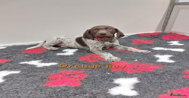 German Shorthaired Pointer dogs German Shorthaired Pointer KC puppies 🐶  - Advert 2