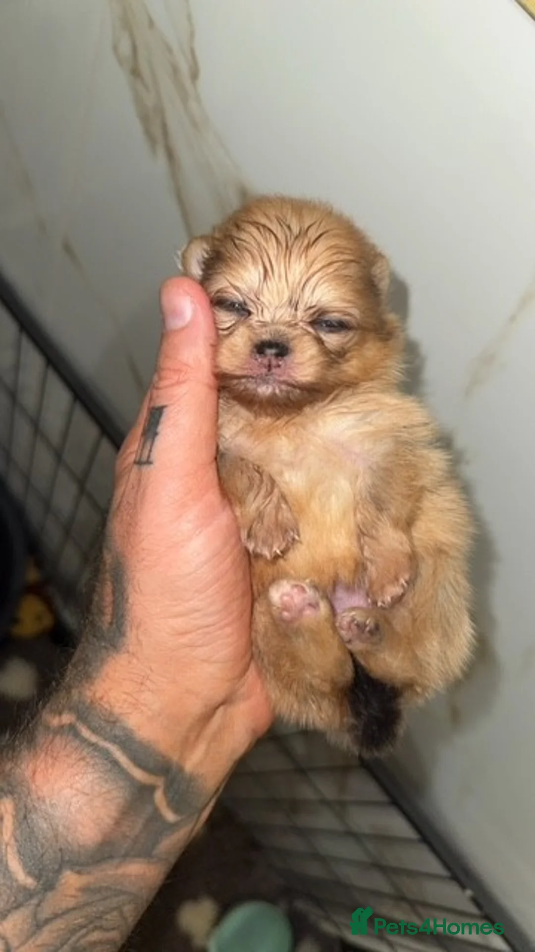 Pomeranian dogs for sale: TEDDY FACED POMERANIAN GIRL  - Advert 4