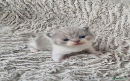 British Shorthair cats for sale: British shorthair and longhair  - Image 3