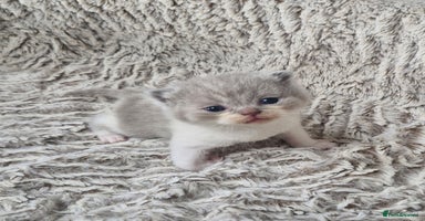 British Shorthair cats - Advert 12