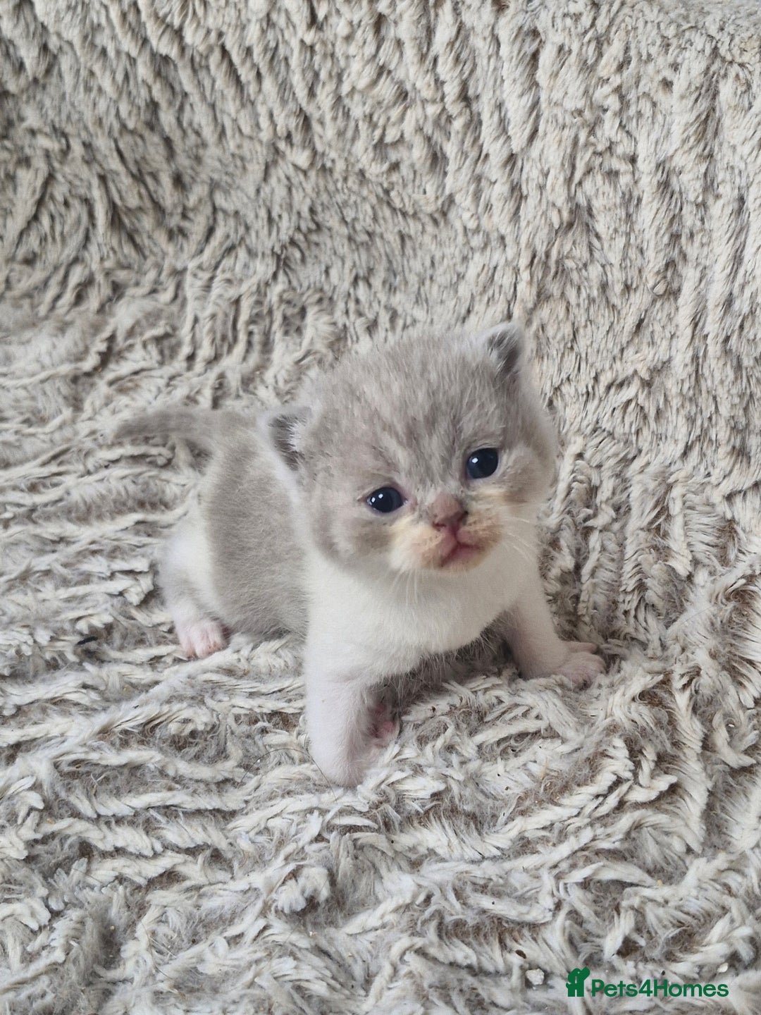 British Shorthair cats for sale: British shorthair and longhair  - Image 3