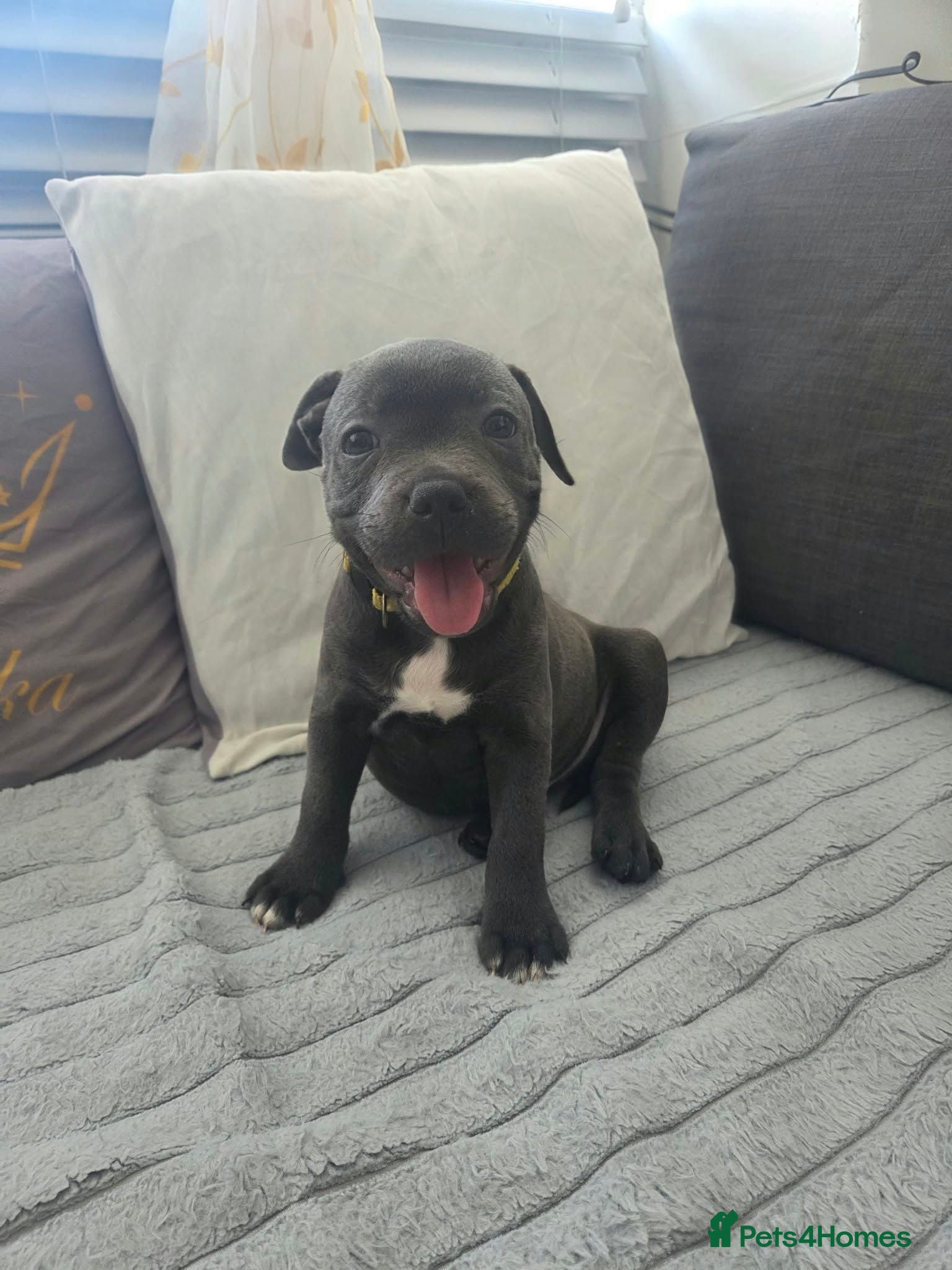 Staffordshire Bull Terrier dogs Beautiful Blue Staffies ❤️🙌 - Advert 6