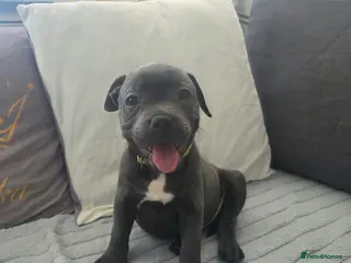 Staffordshire Bull Terrier dogs Beautiful Blue Staffies ❤️🙌 - Advert 6