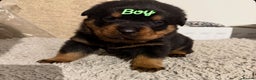 Mixed Breed dogs for sale: Boxweiller Puppies - Advert 10