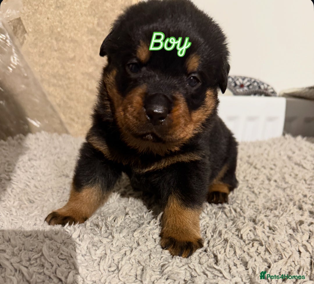 Mixed Breed dogs for sale: Boxweiller Puppies - Advert 10