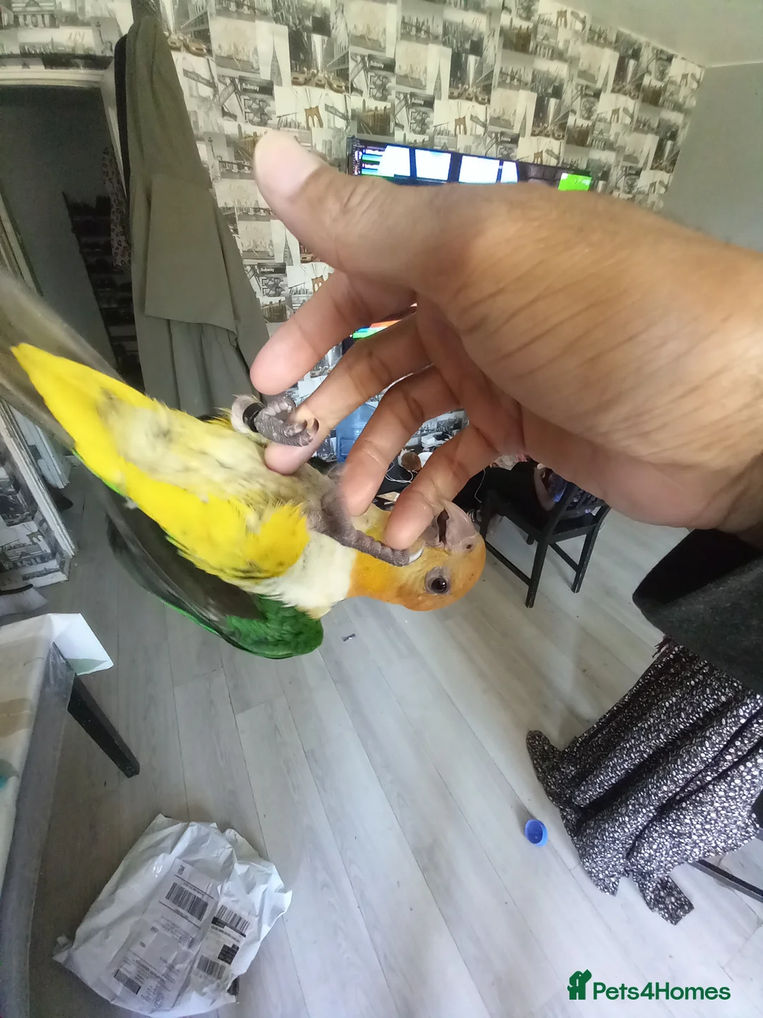 Parrots birds for sale: Super tamed caique  - Advert 2