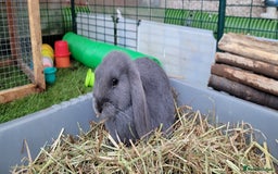 Mini Lop rabbits for sale: Beautiful Mini Lops - READY TO LEAVE  - Image 7