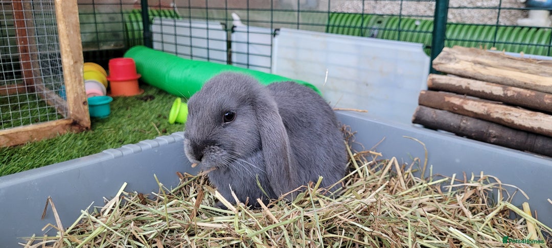 Mini Lop rabbits for sale: Beautiful Mini Lops - READY TO LEAVE  - Image 7