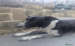 Border Collie dogs for sale: Red and white border collie/Sheepdog Pups - Image 19