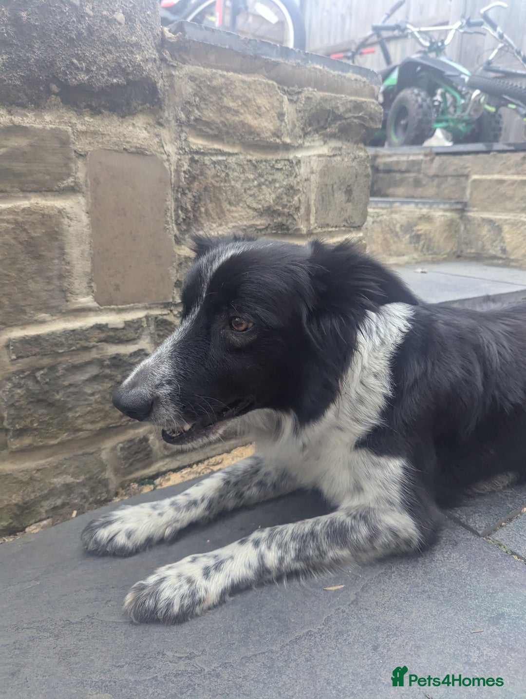 Border Collie dogs for sale: Red and white border collie/Sheepdog Pups - Image 19
