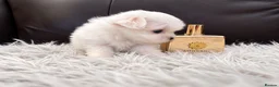 Maltese dogs for sale: Last Beautiful KC Registered Maltese Girl - Advert 12