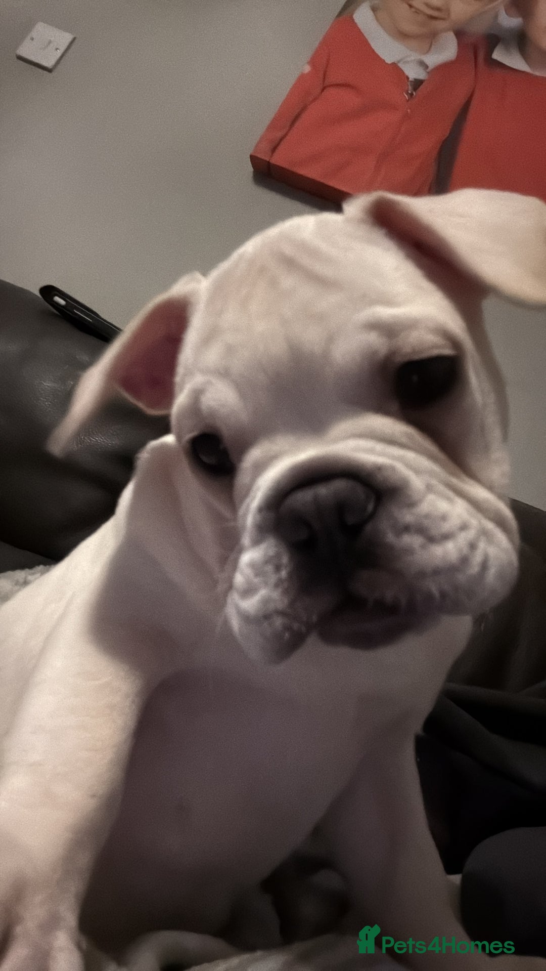 French Bulldog dogs for sale: French bulldog pups ❤️ - Advert 17