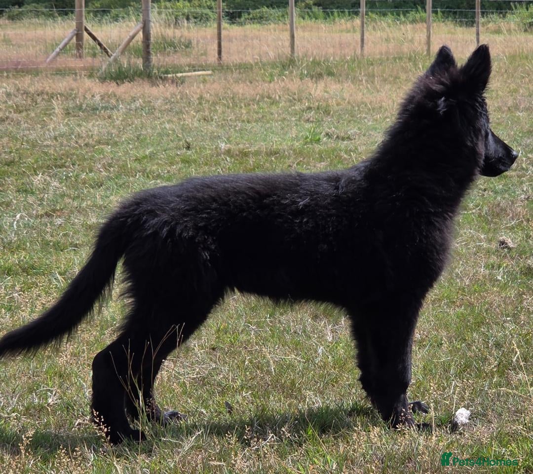 German Shepherd dogs for sale: Dark German Shepherd Females - Image 22