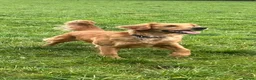Goldendoodle dogs for sale: 🐾Lovely Fox Red F1 Mini Goldendoodles🐾 - Advert 26