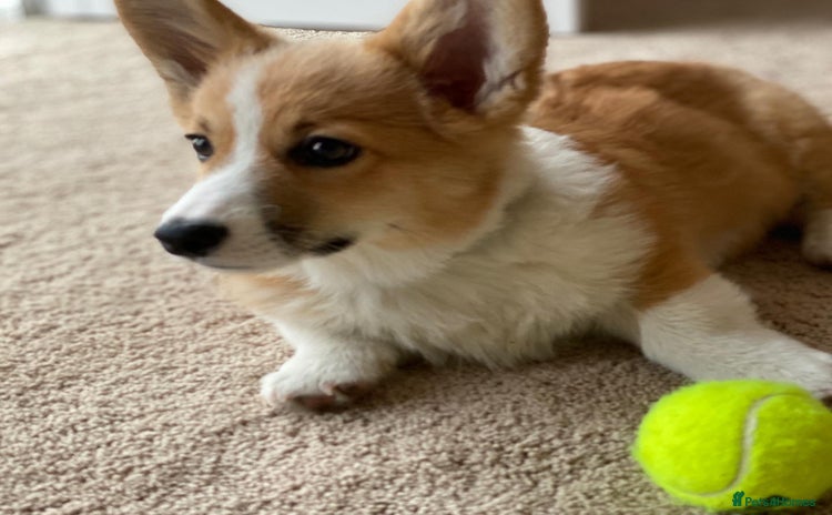 Welsh Corgi Pembroke dogs - Advert 1