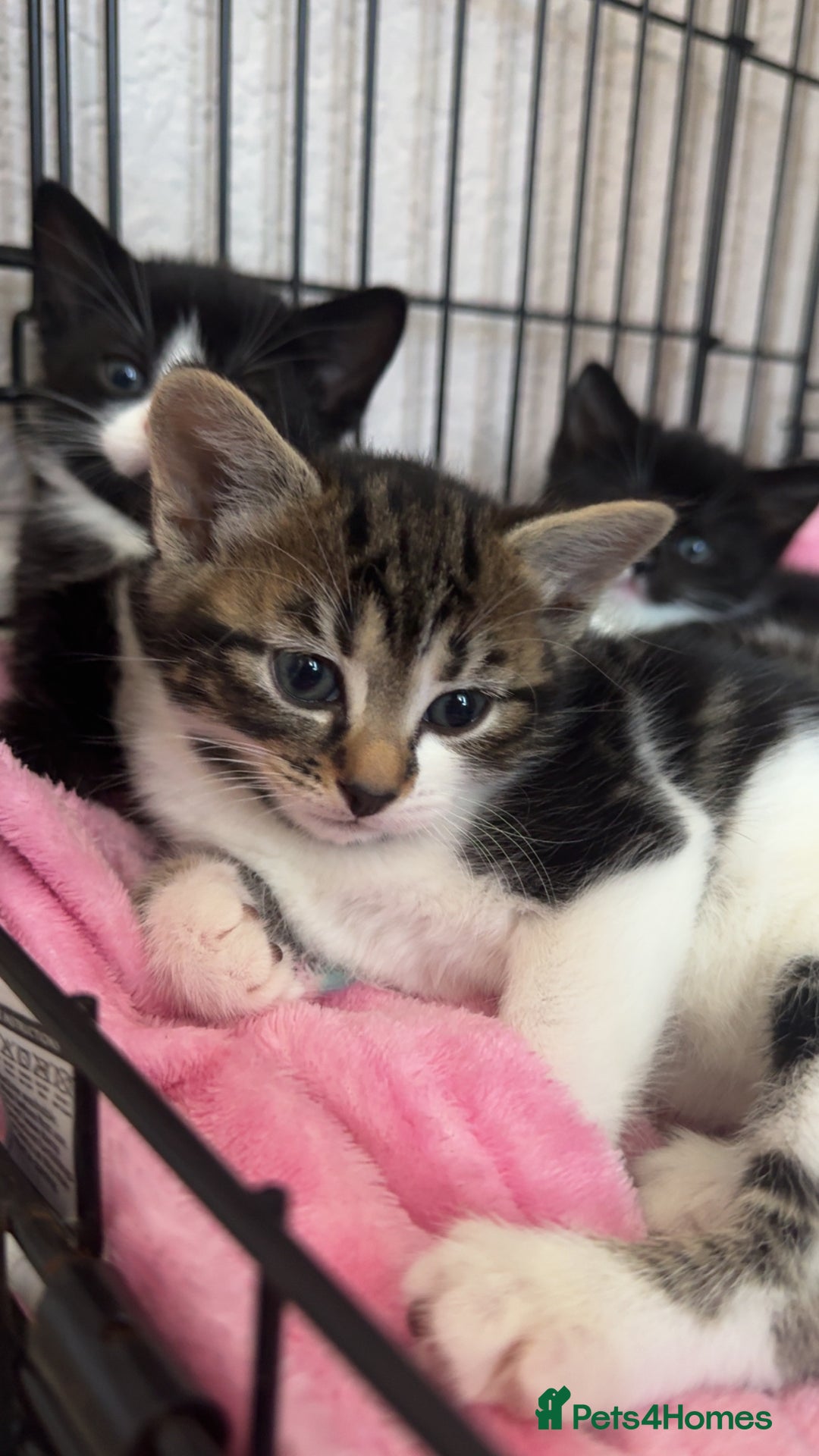 Domestic Shorthair cats for sale: 10 week old Male Piebald Tabby Kitten - Image 2