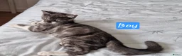 British Shorthair cats for sale: Lovely kittens - Advert 22