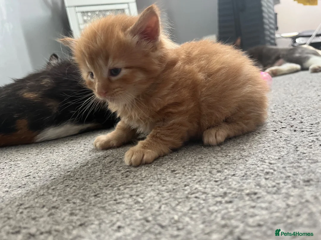 Mixed Breed cats for sale: Beautiful Kittens for sale- ready for loving homes in Chelmsford - Advert 2