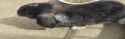 French Lop rabbits for sale: Pedigree giant french lop - Advert 7