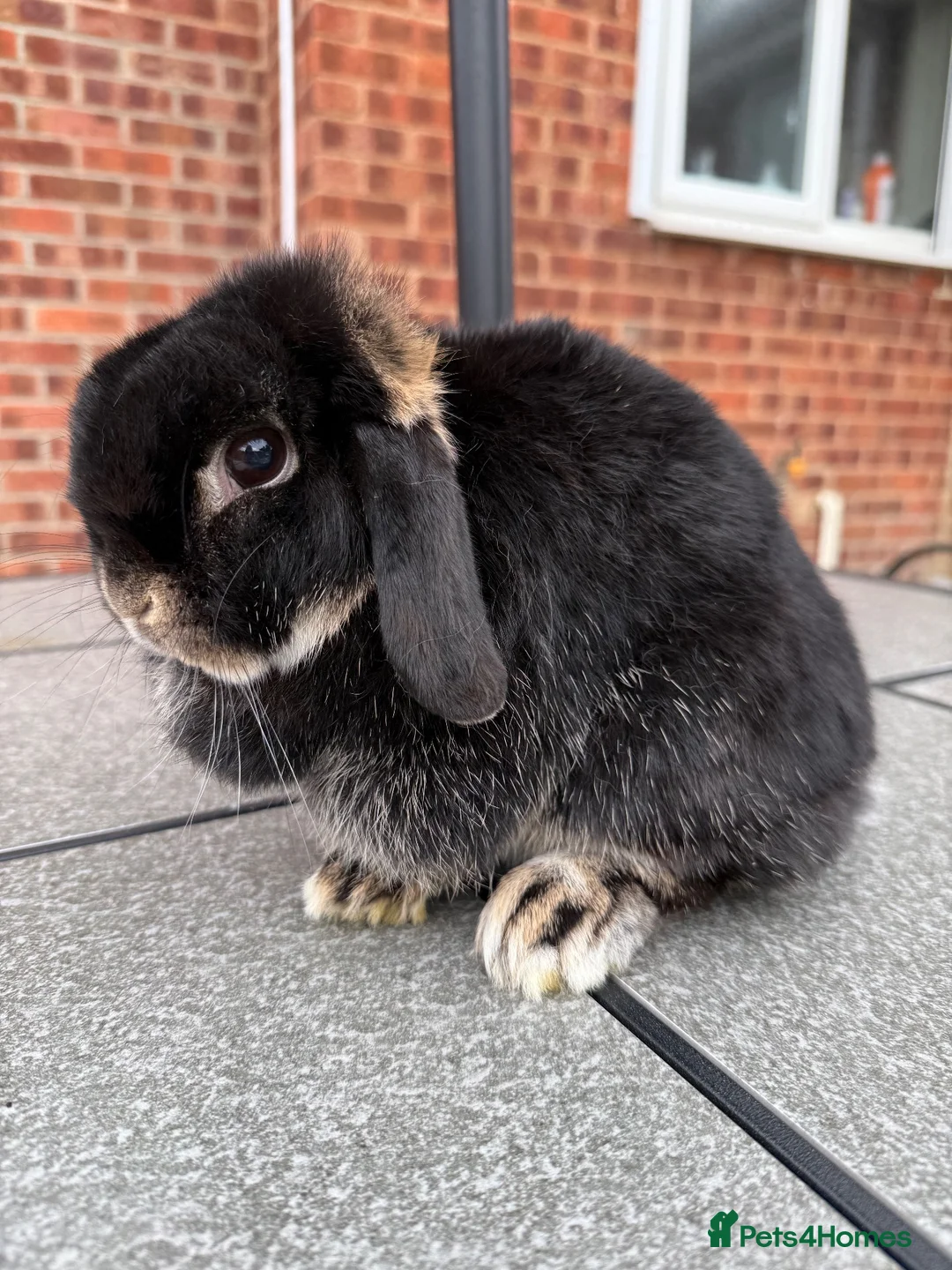 Mini Lop rabbits for sale: Mini lop 3.5 year old female - Advert 2