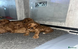 Miniature Poodle dogs for stud:  ⭐️KC PRINCE CHARMING BLUE BOY MINIATURE POODLE⭐️ - Image 33