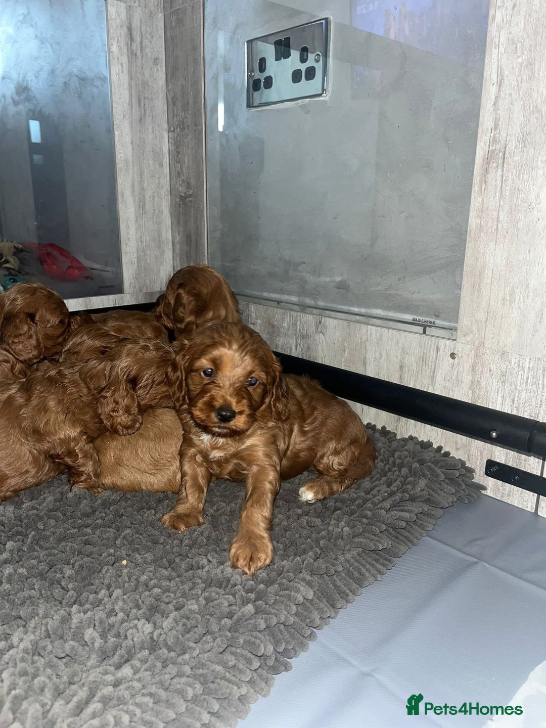 Miniature Poodle dogs for stud:  ⭐️KC PRINCE CHARMING BLUE BOY MINIATURE POODLE⭐️ - Image 33