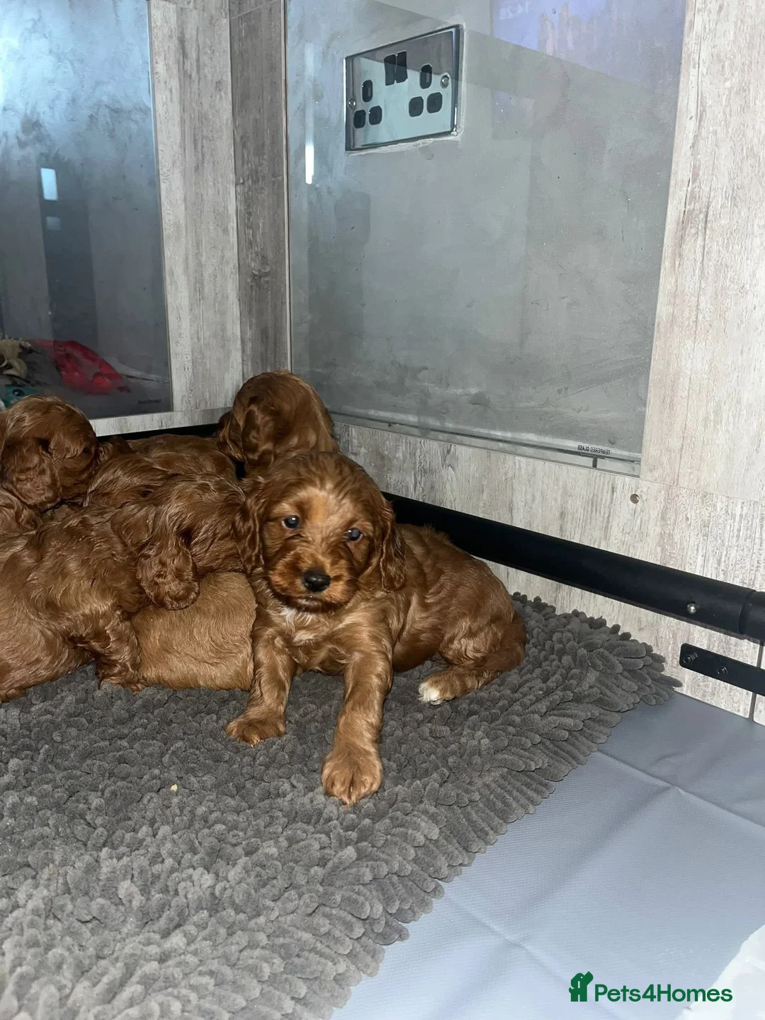 Miniature Poodle dogs for stud:  ⭐️KC PRINCE CHARMING BLUE BOY MINIATURE POODLE⭐️ - Advert 31