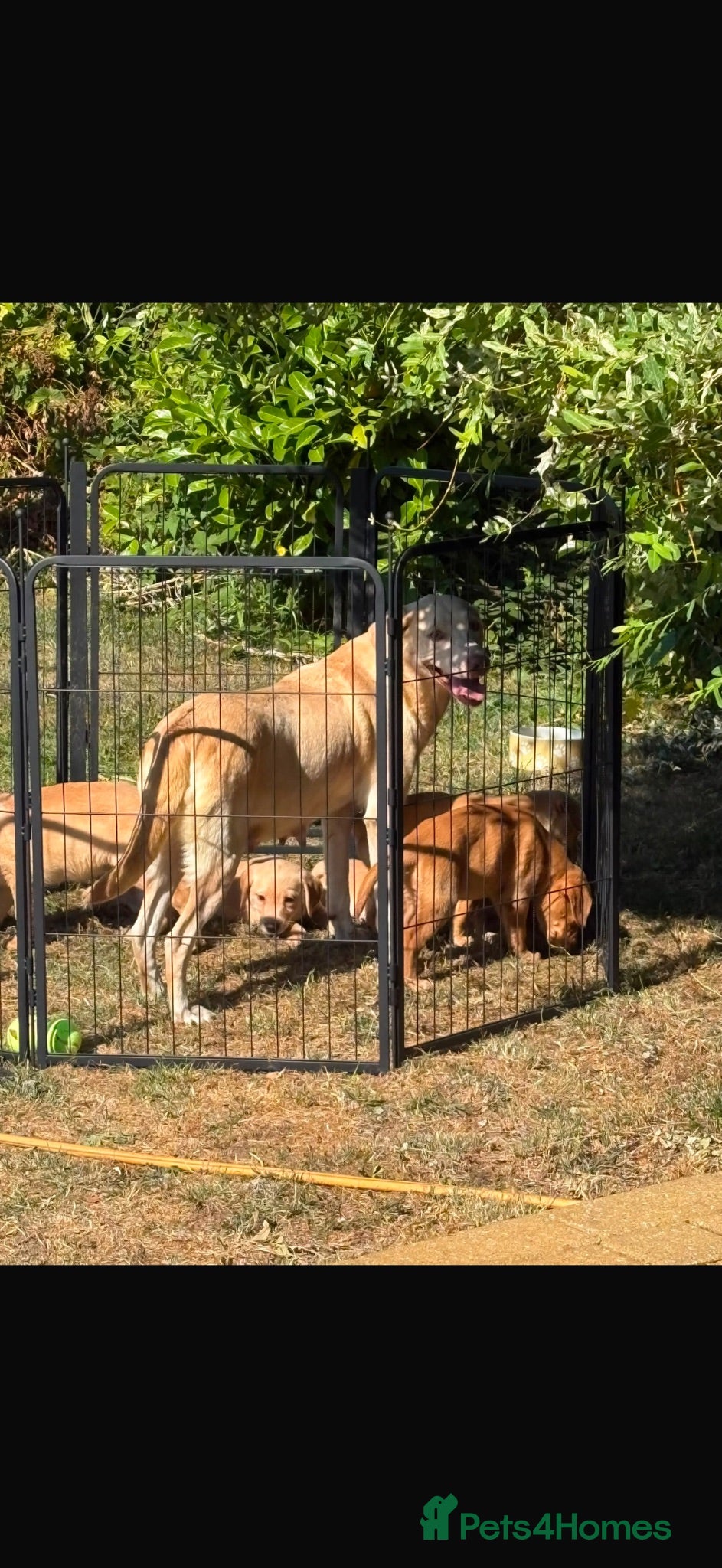 Labrador Retriever dogs Beautiful lab Puppys kc reg  - Advert 1