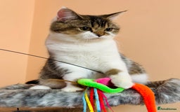 Scottish Fold cats for sale: Scottish Fold Pedigree Kittens in Romford - Image 4