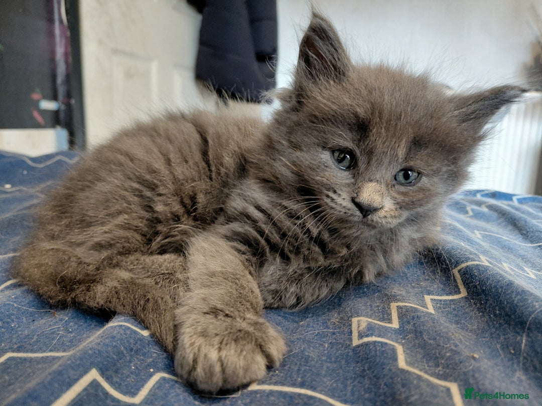 Maine Coon cats for sale: Maine Coon kittens  - Advert 11